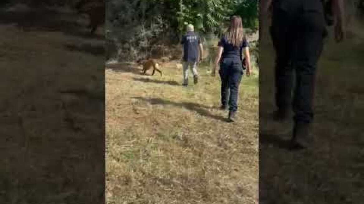 Ειδική αστυνομική επιχείρηση με -14- συλλήψεις πραγματοποιήθηκε χθες το πρωί σε οικισμό των Αχαρνών