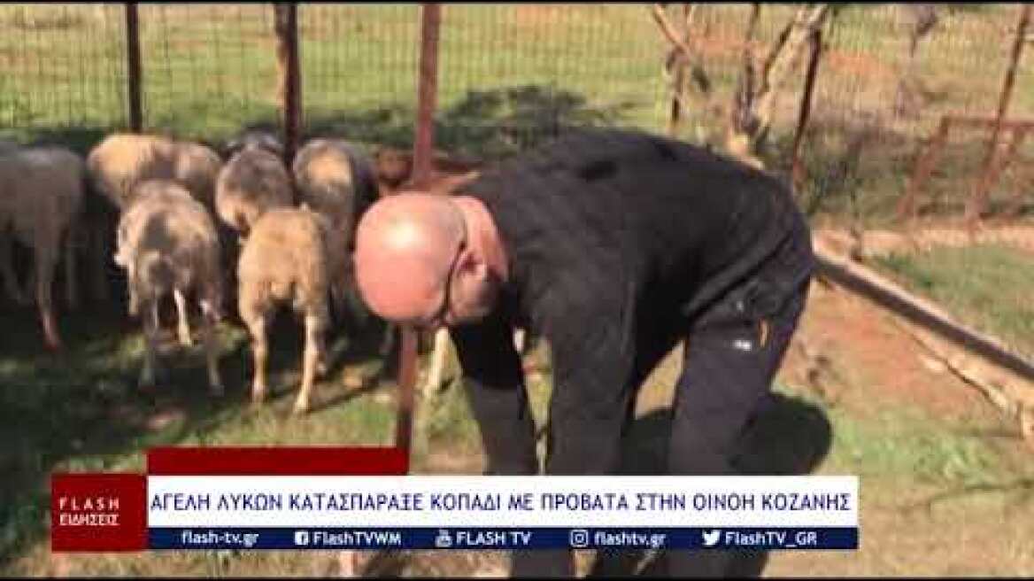 ΑΓΕΛΗ ΛΥΚΩΝ ΚΑΤΑΣΠΑΡΑΞΕ ΚΟΠΑΔΙ ΜΕ ΠΡΟΒΑΤΑ ΣΤΗΝ ΟΙΝΟΗ ΚΟΖΑΝΗΣ