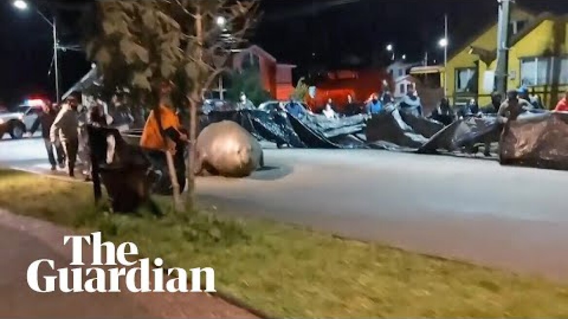 Elephant seal stranded on street returned to ocean with help from residents in Chile