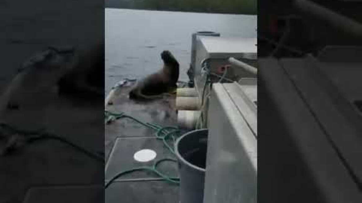 woman kicks sea lion off boat into orca- infested water