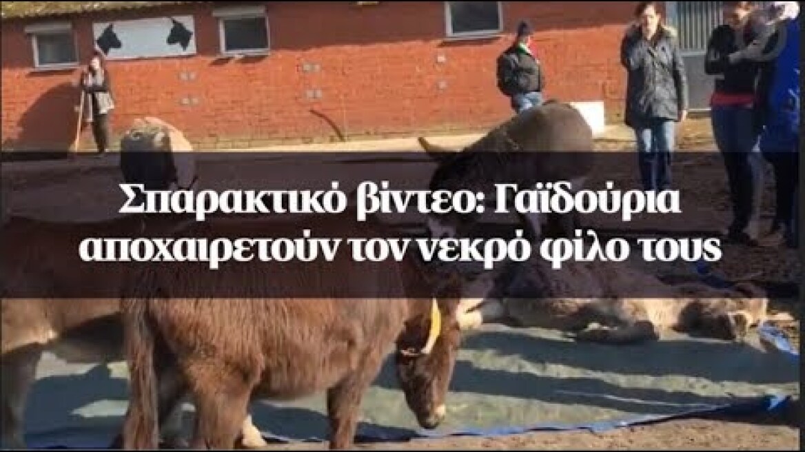 Σπαρακτικό βίντεο: Γαϊδούρια αποχαιρετούν τον νεκρό φίλο τους