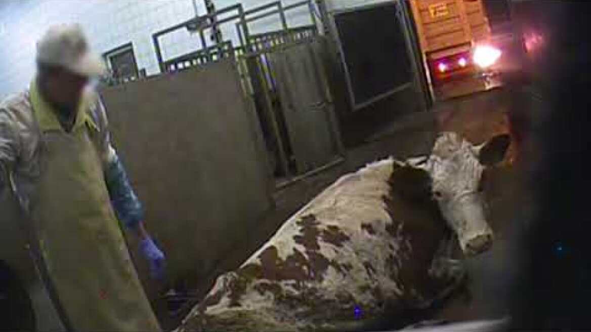 Nocą przerabiają chore i padłe krowy. "To przestępczy i lukratywny biznes"