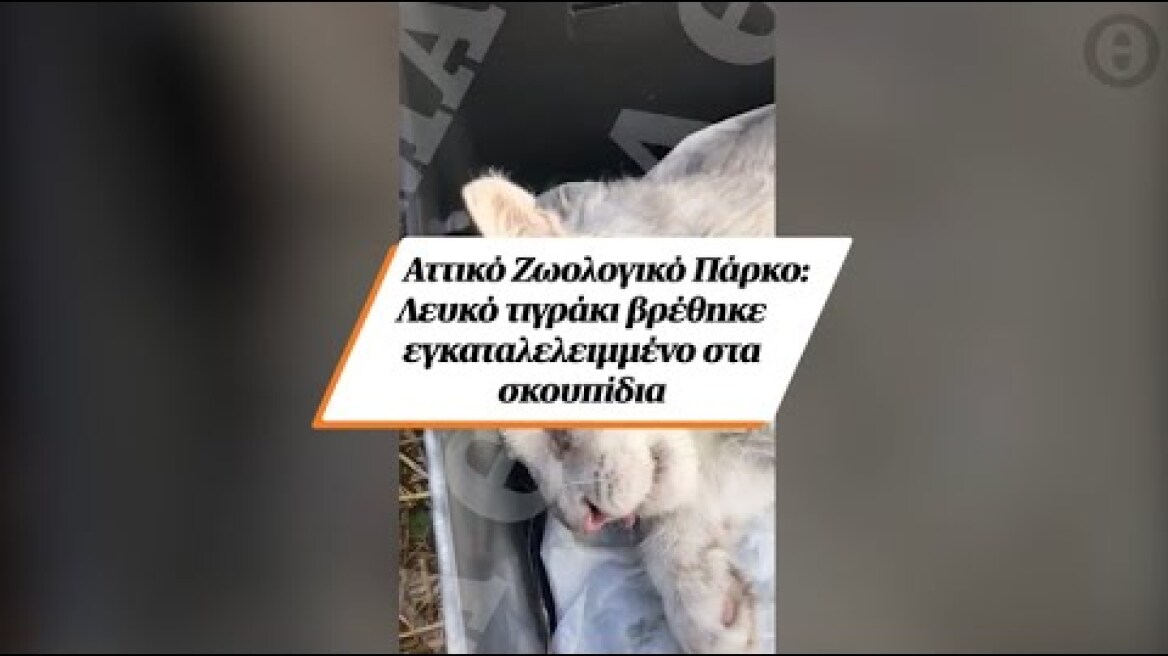 Αττικό Ζωολογικό Πάρκο: Λευκό τιγράκι βρέθηκε εγκαταλελειμμένο στα σκουπίδια
