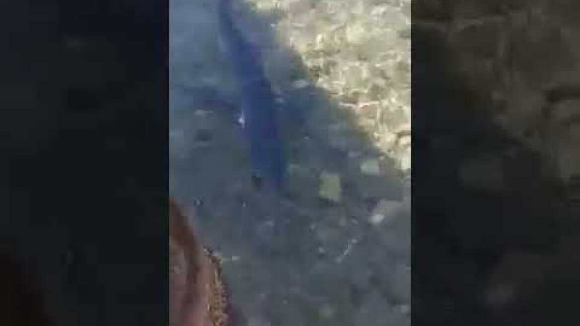 Βίντεο καρχαρίας