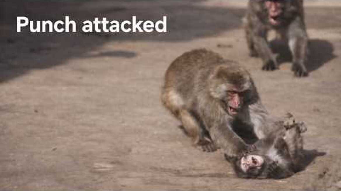 Punch attacked today. He ran to Oran Sam.