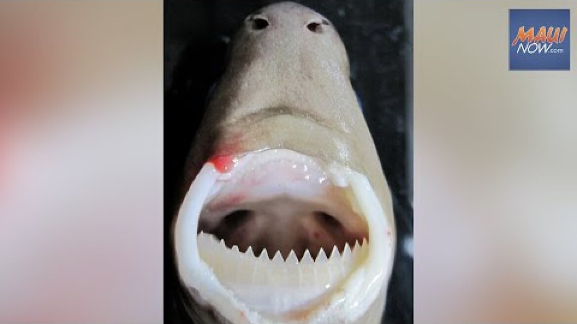 UH: Cookiecutter shark research bridges ʻike Hawaiʻi, science