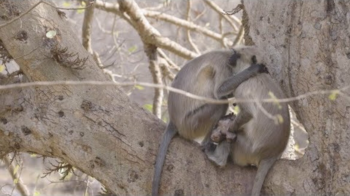 Heartbreaking Moment Grieving Mother Monkey Won't Leave Infant's Side