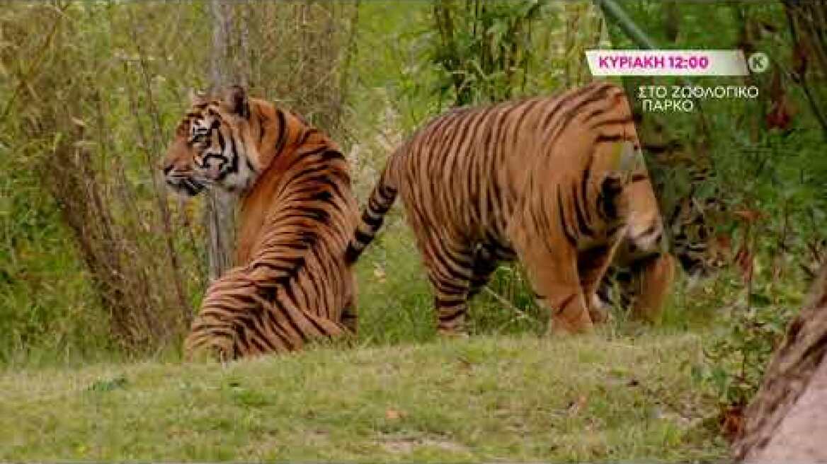 Στο Ζωολογικό Πάρκο (The Secret Life of the Zoo) - trailer επ.8