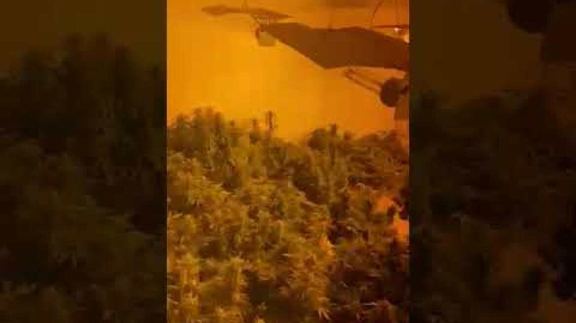 Συνελήφθη ημεδαπός για καλλιέργεια δενδρυλλίων κάνναβης. Βρέθηκαν 85 δενδρύλλια κάνναβης.