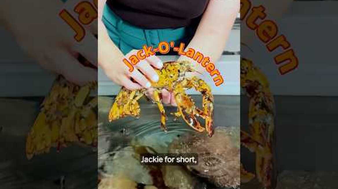 A one-in-30-million lobster was donated to Northeastern. Meet Jack-O'-Lantern!