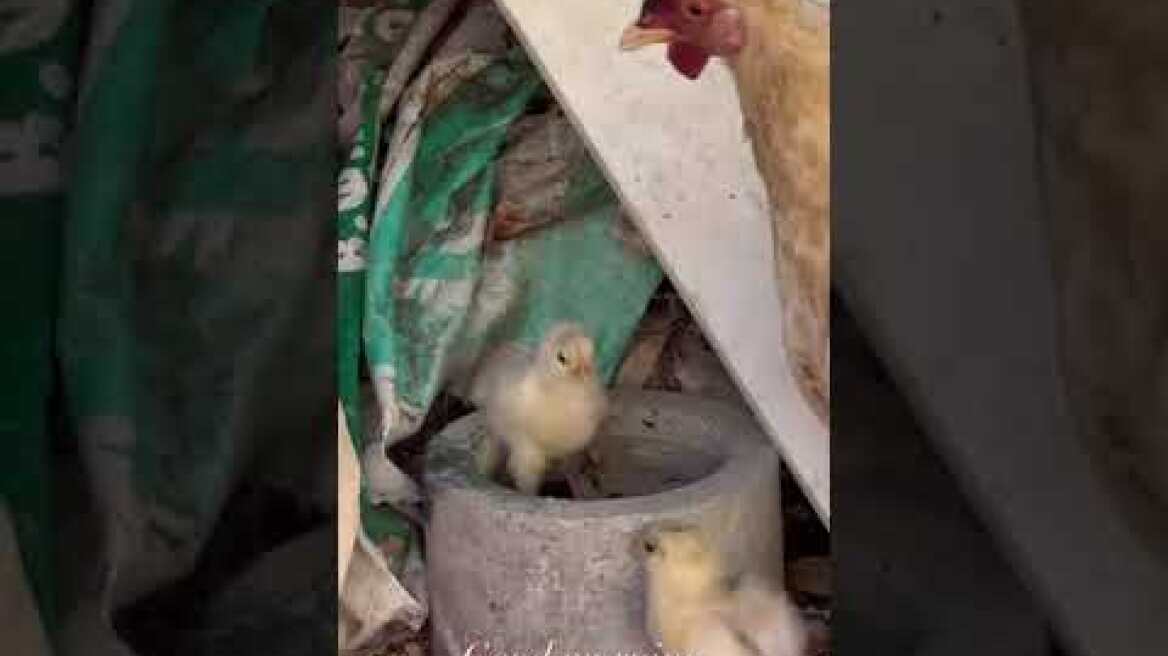 Η Κλέλια Ανδριολάτου κάνει βόλτα στο Κατάκολο με το μπικίνι