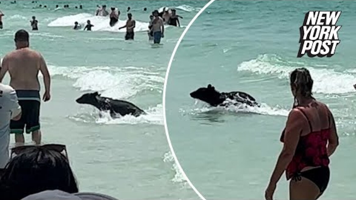WATCH: Bear shocks Florida beachgoers by swimming out of ocean