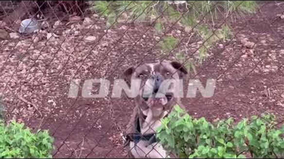 Σοκ στη Ζάκυνθο -Νεκρό αγοράκι από επίθεση του σκύλου -Το IONIAN στον τόπο της τραγωδίας