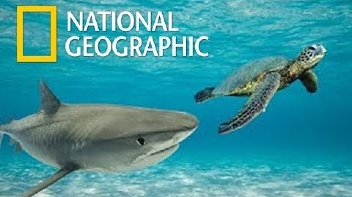 Great Barrier Reef | Queensland Australia Wildlife - Great Natural Wonder (Nat Geo)