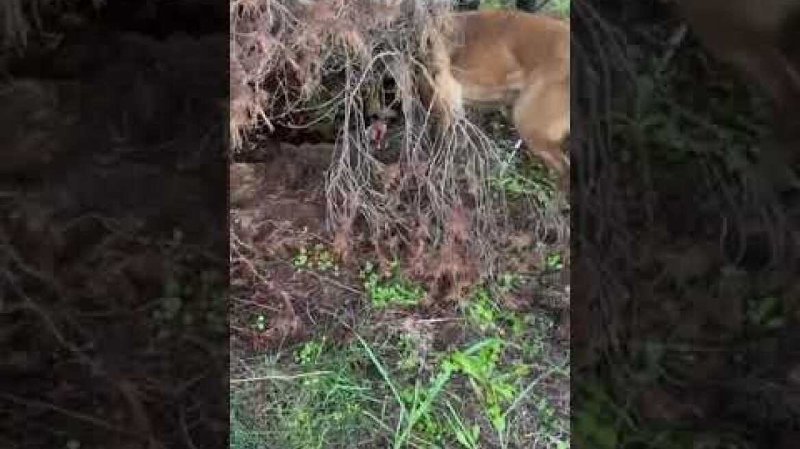 Δ.Α.Ο.Ε.: Εξαρθρώθηκε εγκληματική οργάνωση