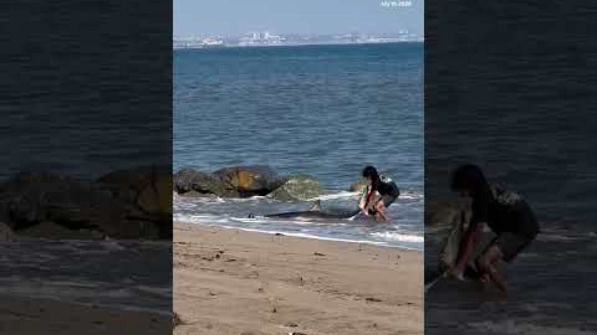 Fisherman spotted releasing shark back into the ocean after pulling it into shore on a beach