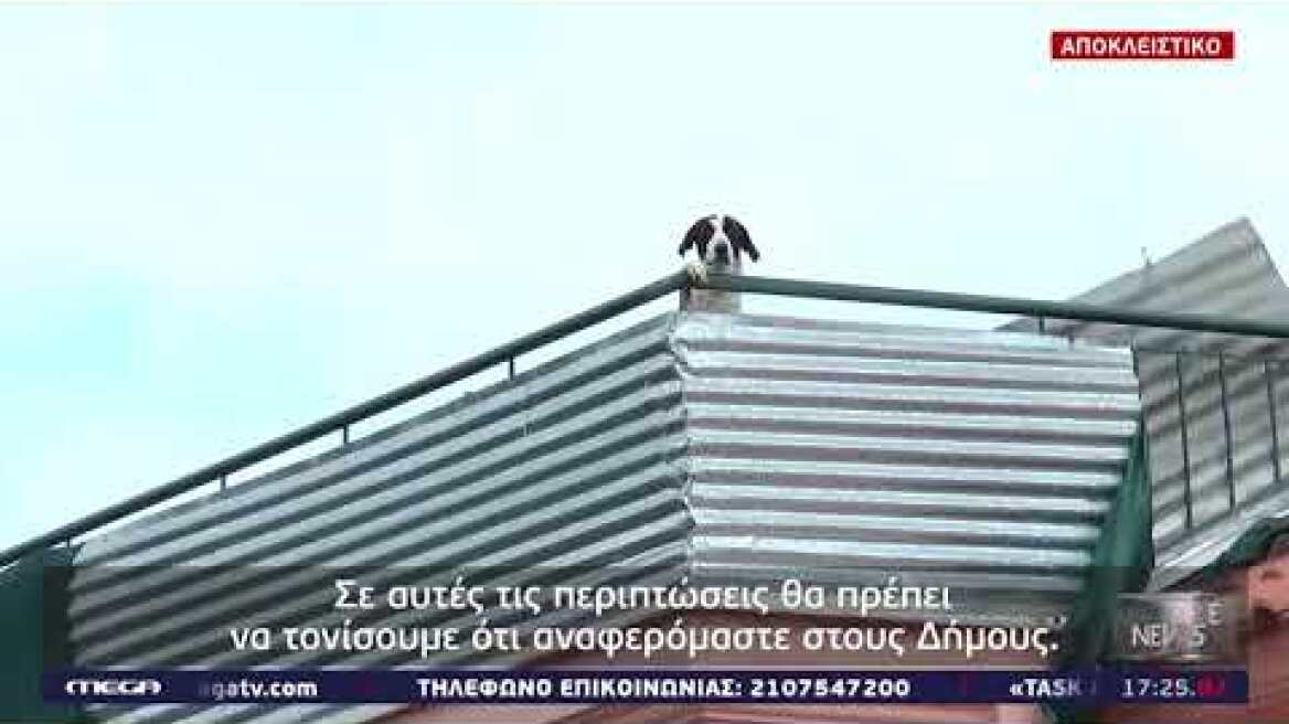 Κολαστήριο σκύλων στο Αγρίνιο