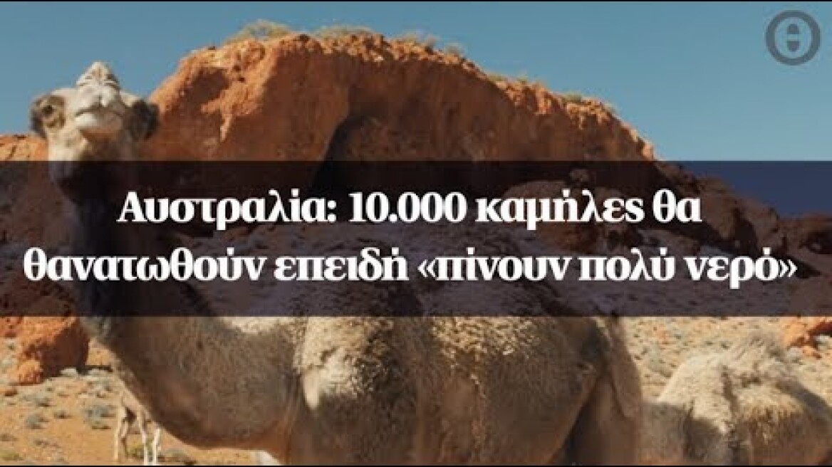 Αυστραλία: 10.000 καμήλες θα θανατωθούν επειδή «πίνουν πολύ νερό»