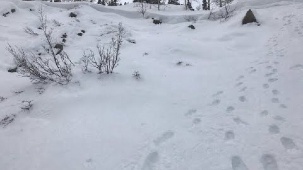 Avalanche in Guardsman Pass - February 16th 2019