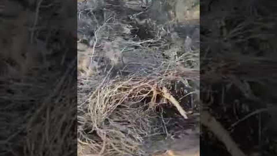 Πολυτεχνειούπολη Ζωγράφου