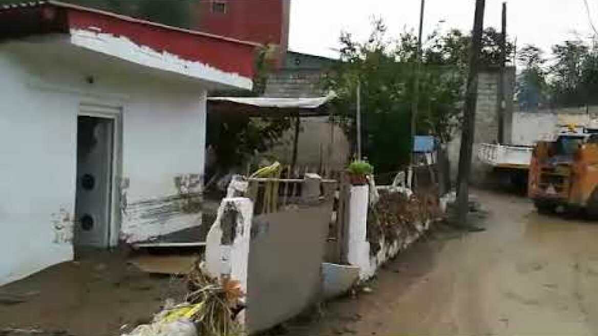 Ευκαρπία νεροποντή