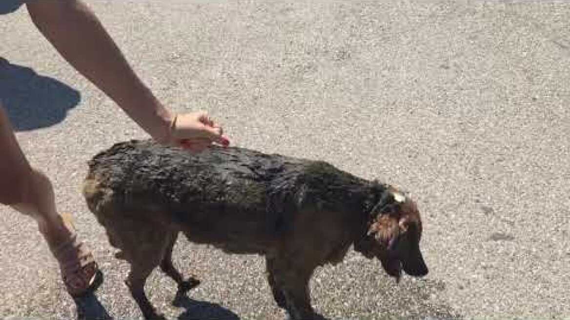 Φωτιά στον οικισμό «Προφήτης Ηλίας» - Διάσωση αδέσποτου