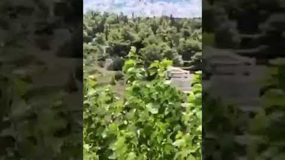 Φωτιά Παλλήνη σε χαμηλή βλάστηση κοντά σε καλλιέργειες