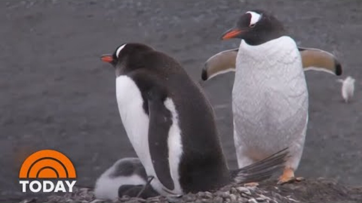 Same-Sex Penguin Couple ‘Adopts’ Abandoned Egg At Zoo | TODAY