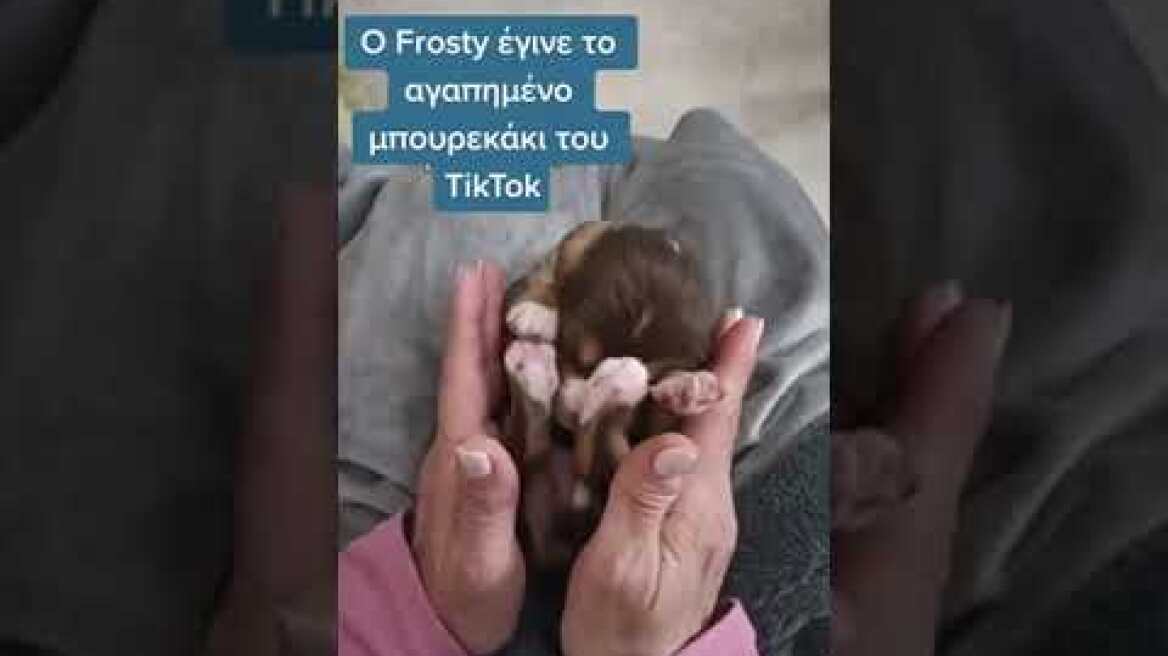 Το αγαπημένο κουταβάκι του ελληνικού Τικτοκ