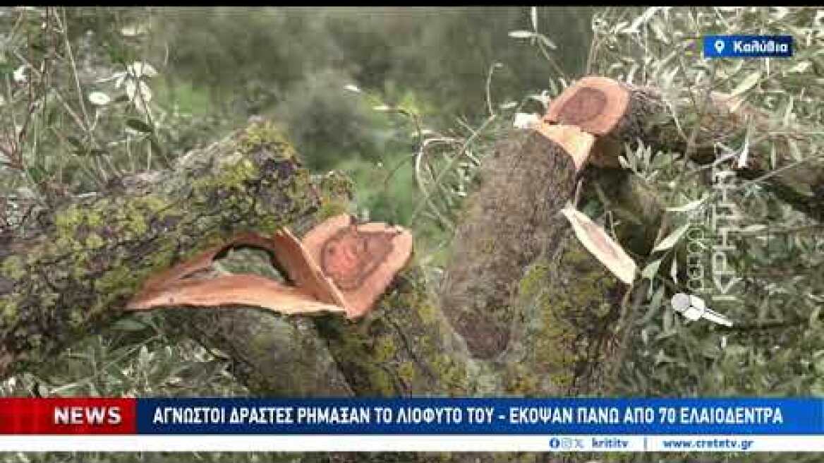 Αντίκρισε εικόνα απόλυτης καταστροφής στο λιόφυτο του