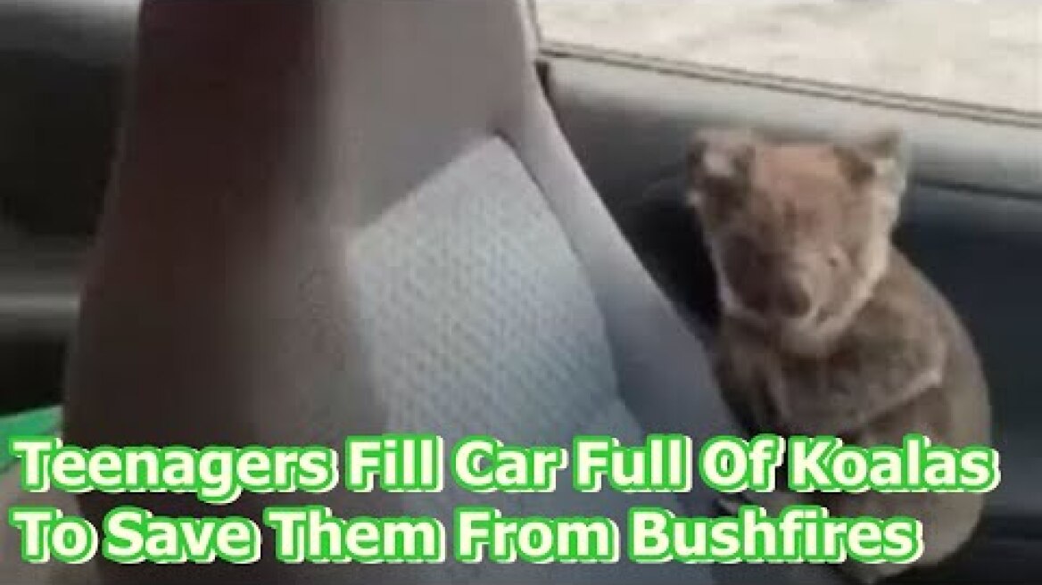 Teenagers Fill Car Full Of Koalas To Save Them From Bushfires