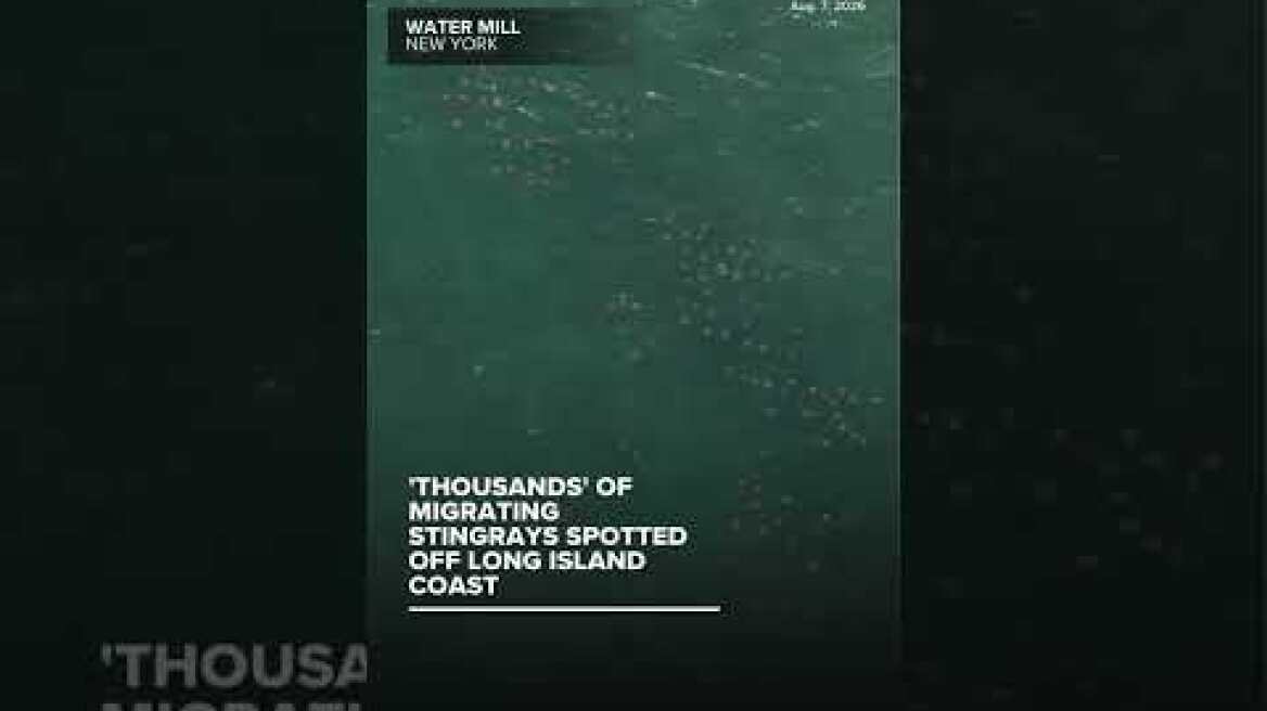 'Thousands' of migrating stingrays spotted off Long Island coast