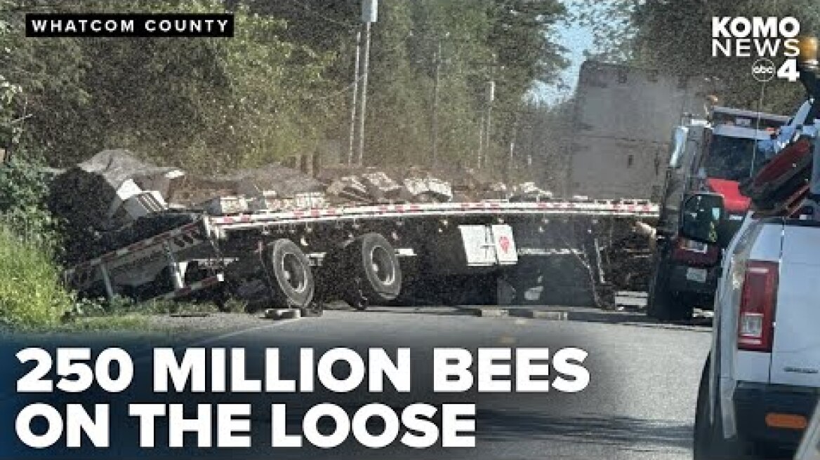 250 million bees escape from overturned truck, start stinging Whatcom County deputies