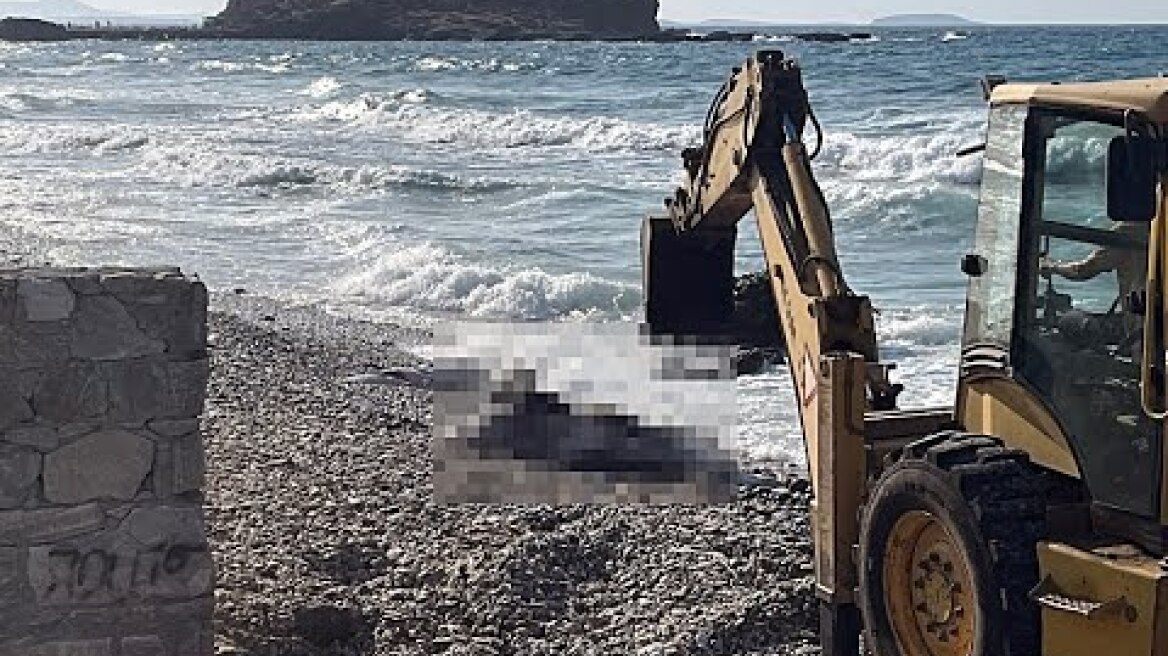 Μυστήριο στη Νάξο: Ξεβράστηκε αγελάδα από τη θάλασσα