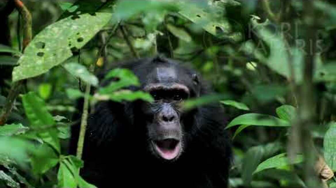 Chimpanzee Tracking in Kibale National Park, Uganda | Kori Safaris