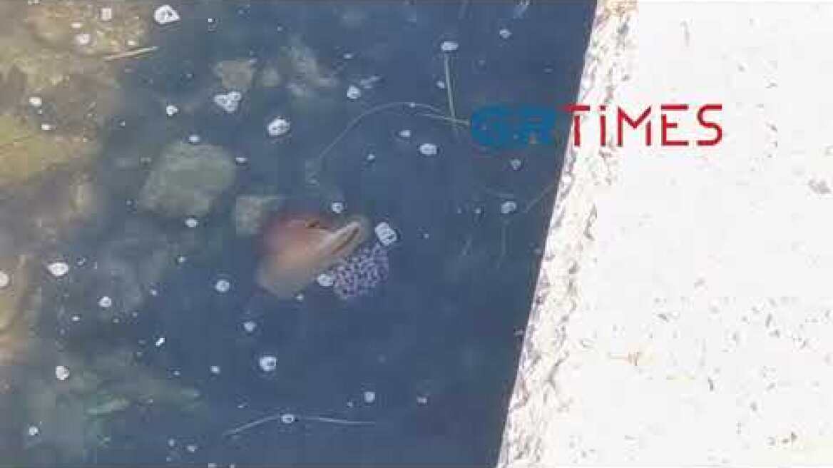 Μέδουσες στον Θερμαϊκό