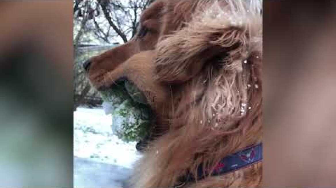 Δείτε πόσα μπαλάκια χωράει στο στόμα του