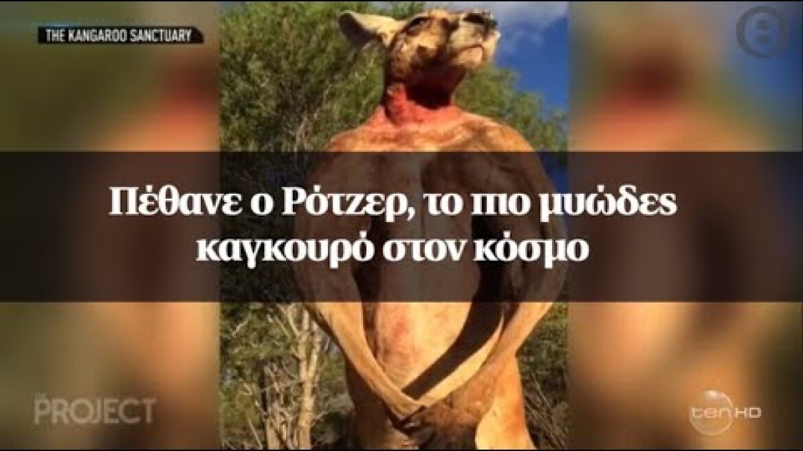 Πέθανε ο Ρότζερ, το πιο μυώδες καγκουρό στον κόσμο
