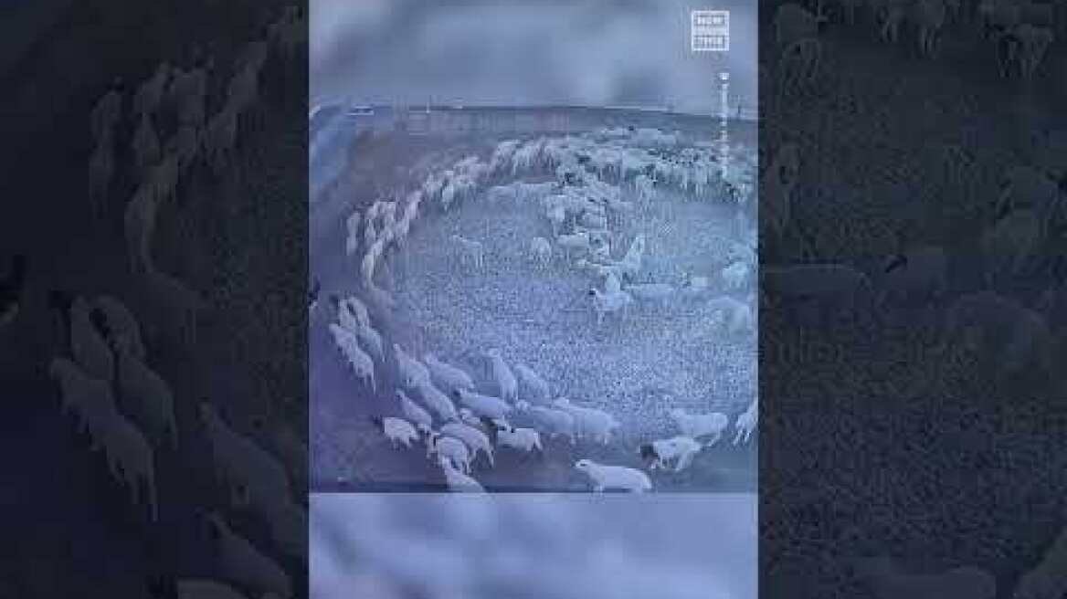 Mysterious Flock of Sheep Move in Circular Pattern for 12 Days 😳