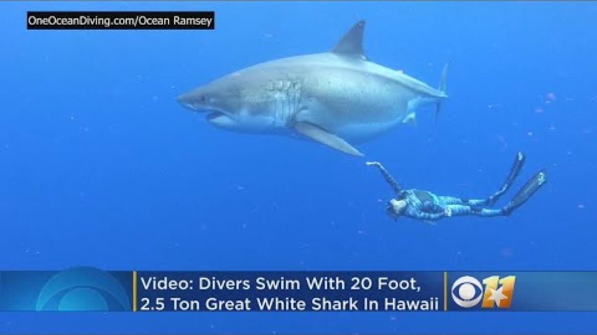 Incredible Video: Divers Swim With Massive 20 Foot Great White Shark In ‘Magical Encounter’