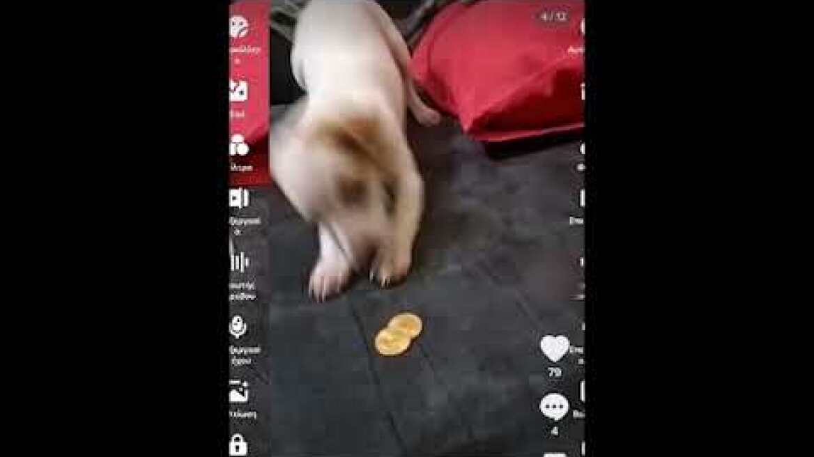 Ο... Εσκομπάρ των Ρομά στο TikTok - Έδινε στον σκύλο του και... χρυσές λίρες!