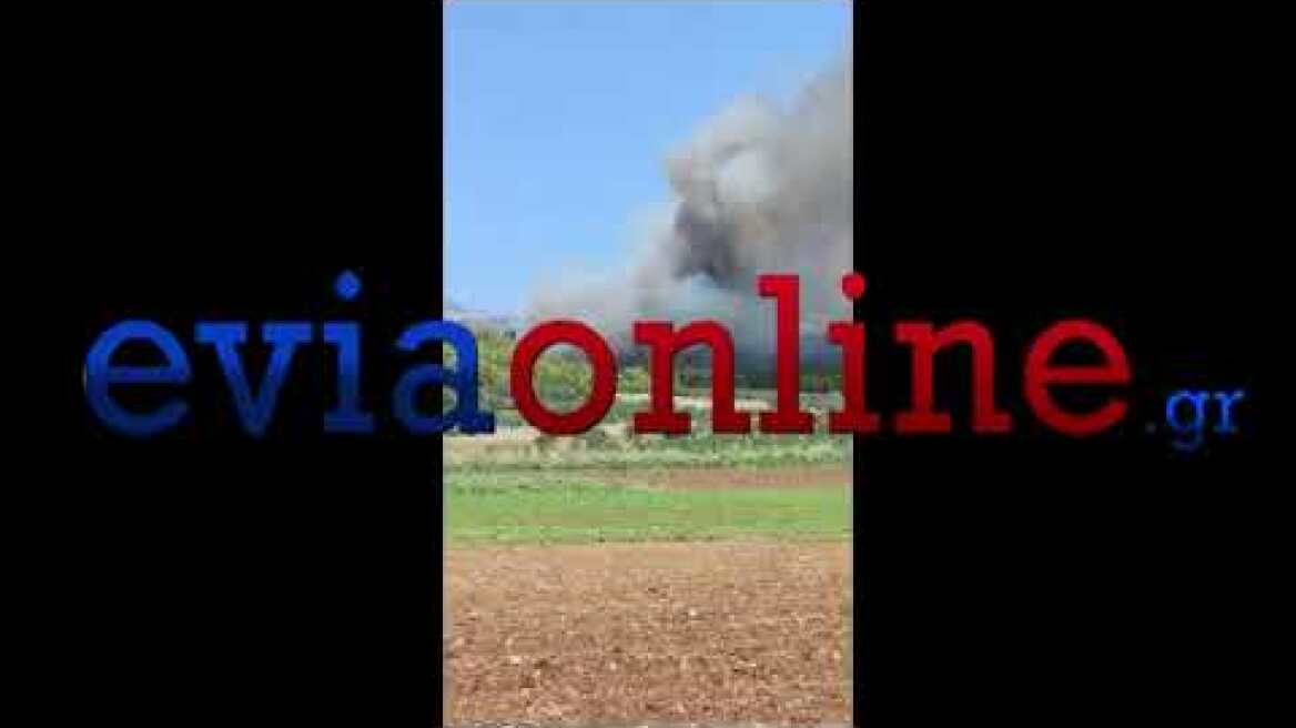 Εύβοια: Μεγάλη φωτιά σε πευκοδάσος