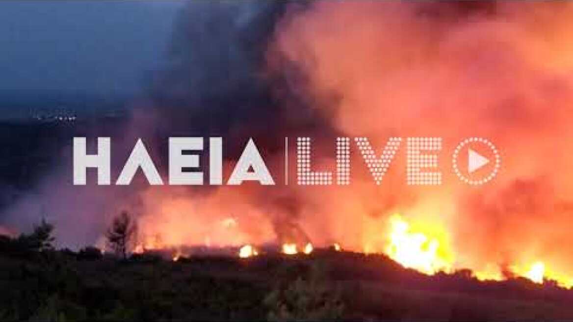 ilialive.gr - Πυρκαγιά σε δάσος στην Τριανταφυλλιά