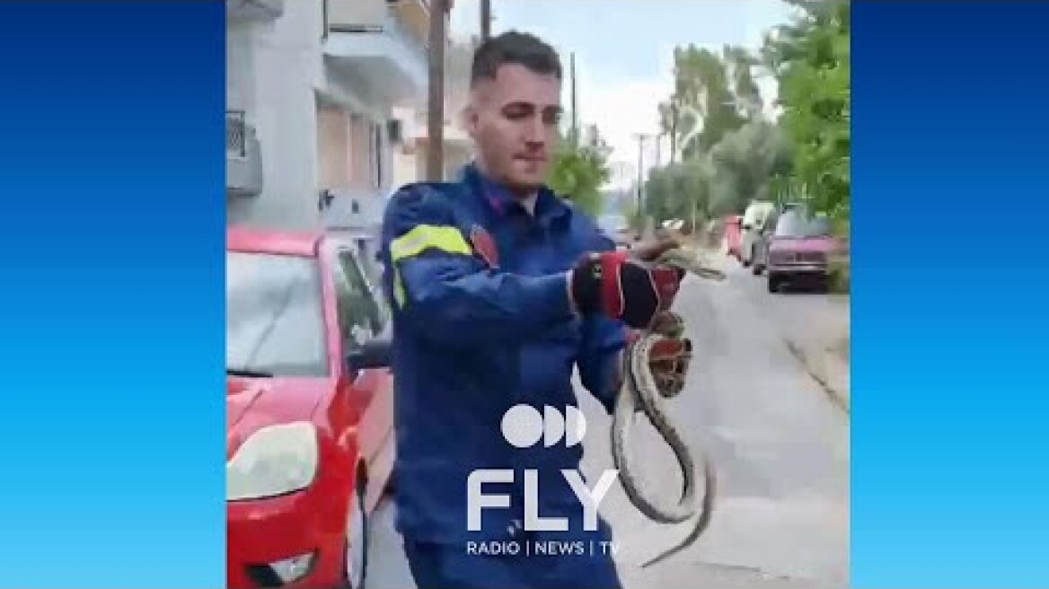 Πυροσβέστης στην Υπηρεσία των Πολιτών – Απομάκρυνε φίδι από αυλή σπιτιού στη Σπάρτη