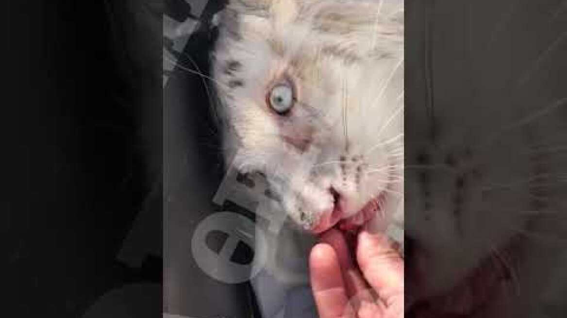 Λευκή τίγρης βρέθηκε παρατημένη στα σκουπίδια του Αττικού Ζωολογικού Πάρκου