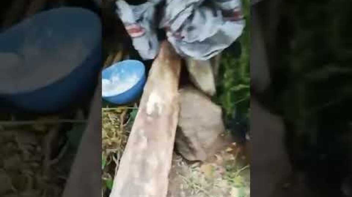 Εντοπίστηκαν 635 δενδρύλλια κάνναβης σε δασική έκταση 9 στρεμμάτων στην Ελασσόνα