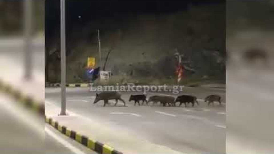 LamiaReport.gr: 14μελής οικογένεια αγριογούρουνων στη Λαμία