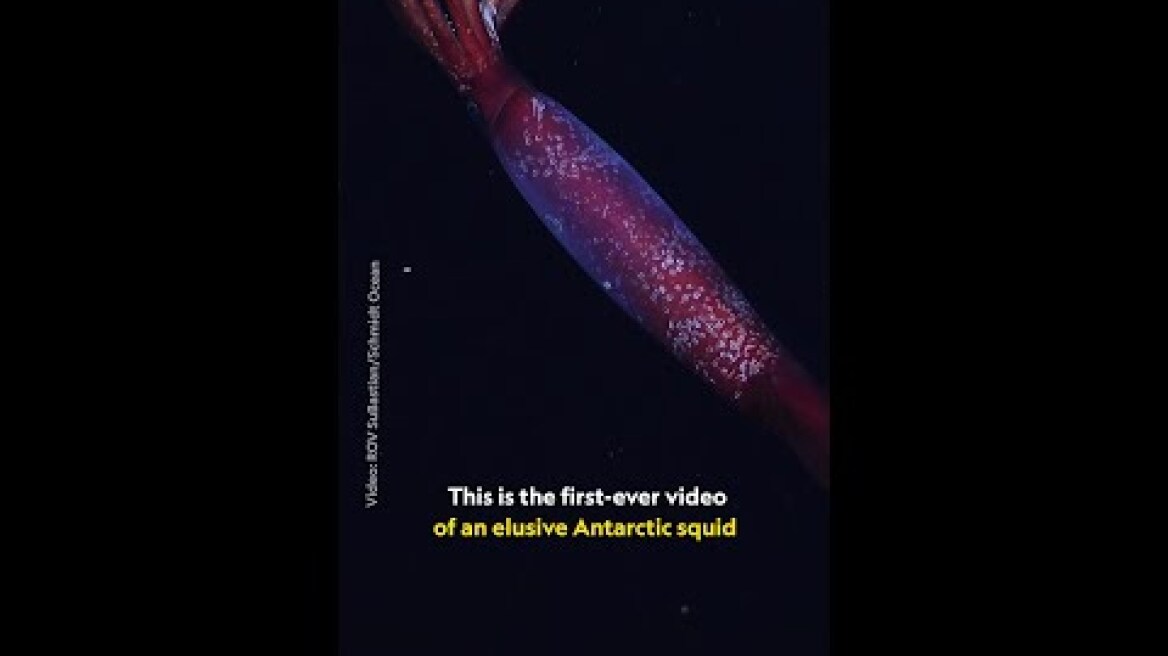 The first sighting of an Antarctic gonate squid #PerpetualPlanet