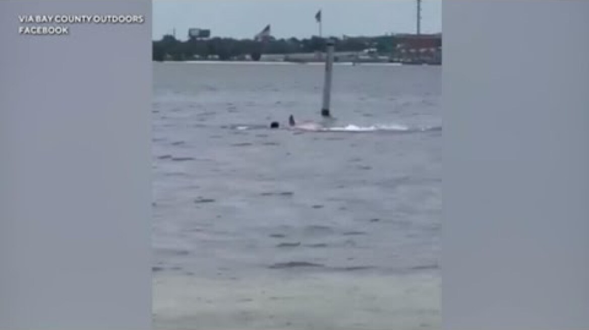 Video appears to show shark attacking man in Florida Panhandle