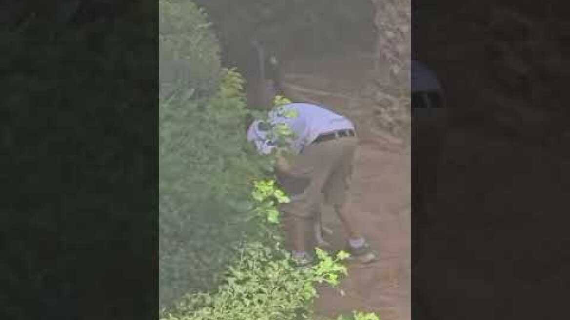 Αναστάτωση στην Πεύκη: Κυνηγόσκυλα εισέβαλαν σε πολυκατοικία